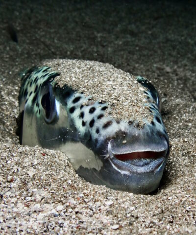 Close-up silver-cheeked toadfish Lagocephalus sceleratus on seafloor hidden in gravel in blackwater looking at camera in Mediterranean Sea Cyprus