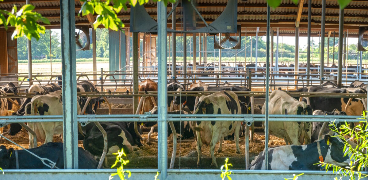 farm cowshed open in summer