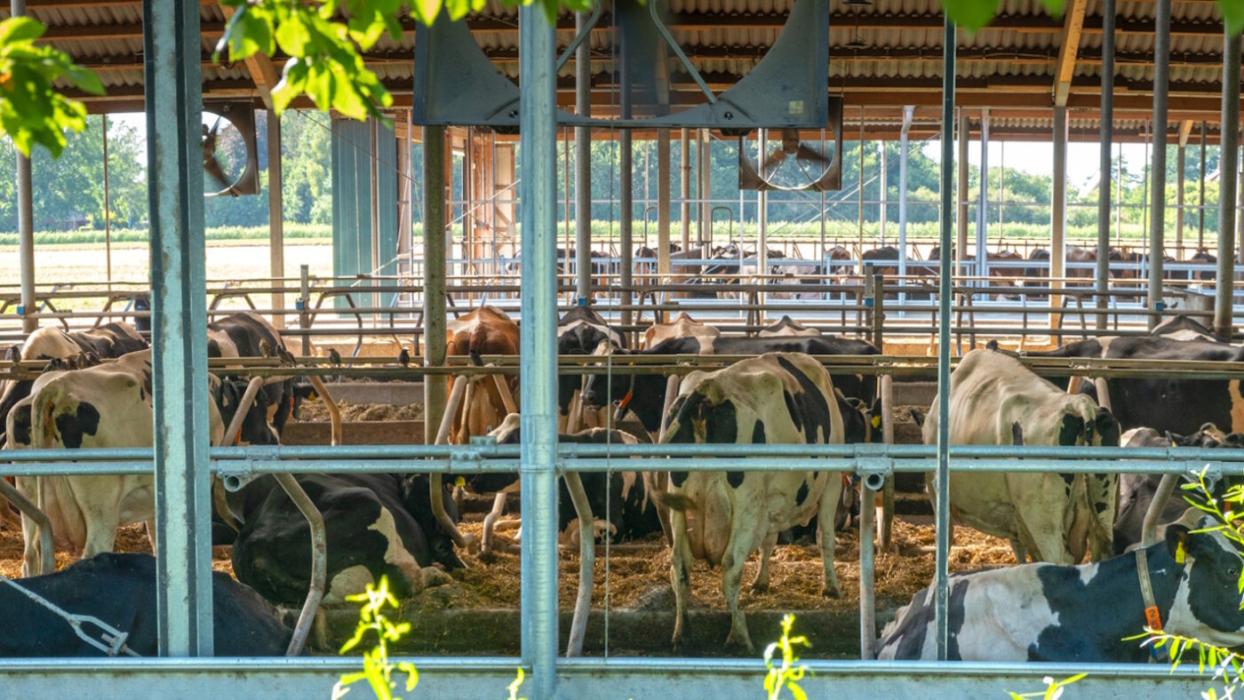 farm cowshed open in summer