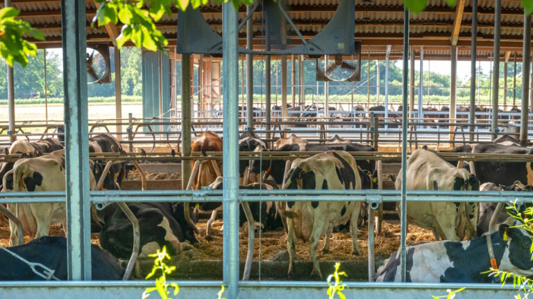 farm cowshed open in summer