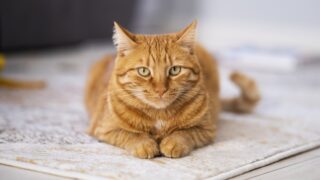 Πηγή φωτό: iStock