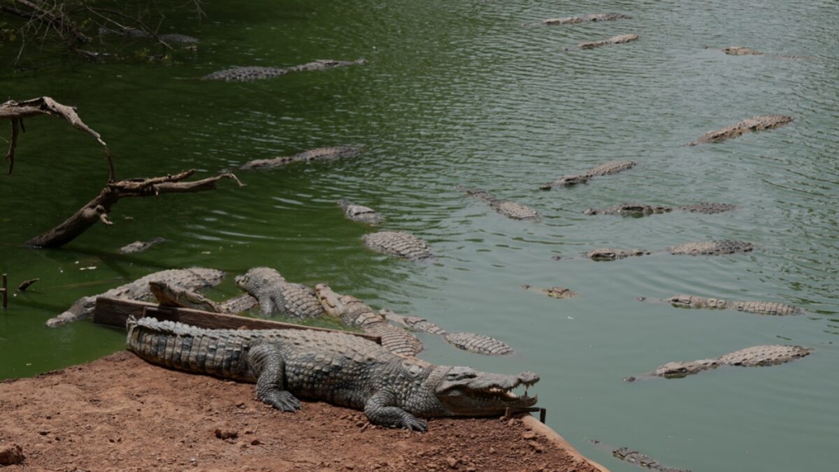 Crocodiles rest in a pond at Bandia Wildlife Reserve, Senegal, Saturday, May 16, 2026,