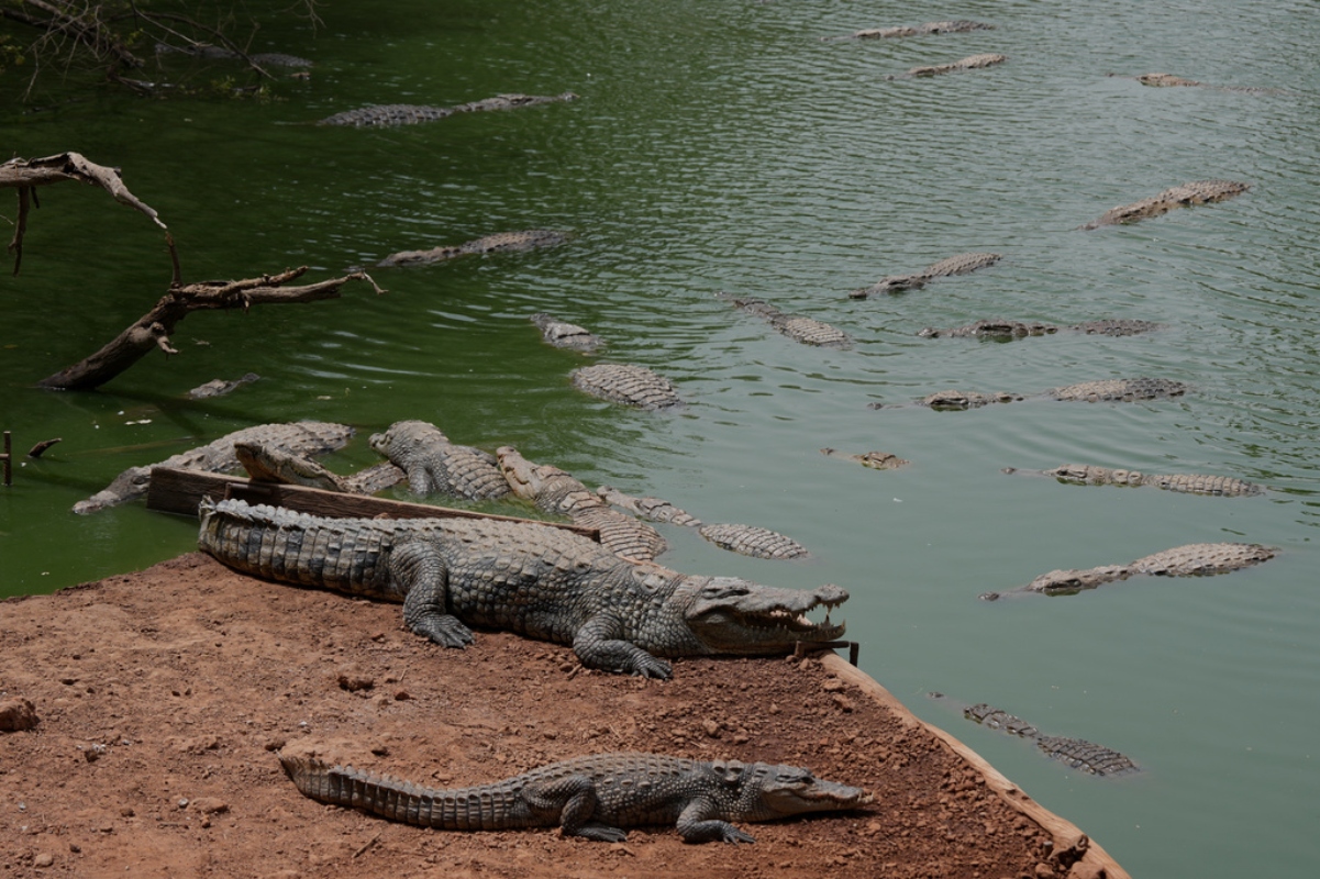 Crocodiles rest in a pond at Bandia Wildlife Reserve, Senegal, Saturday, May 16, 2026,