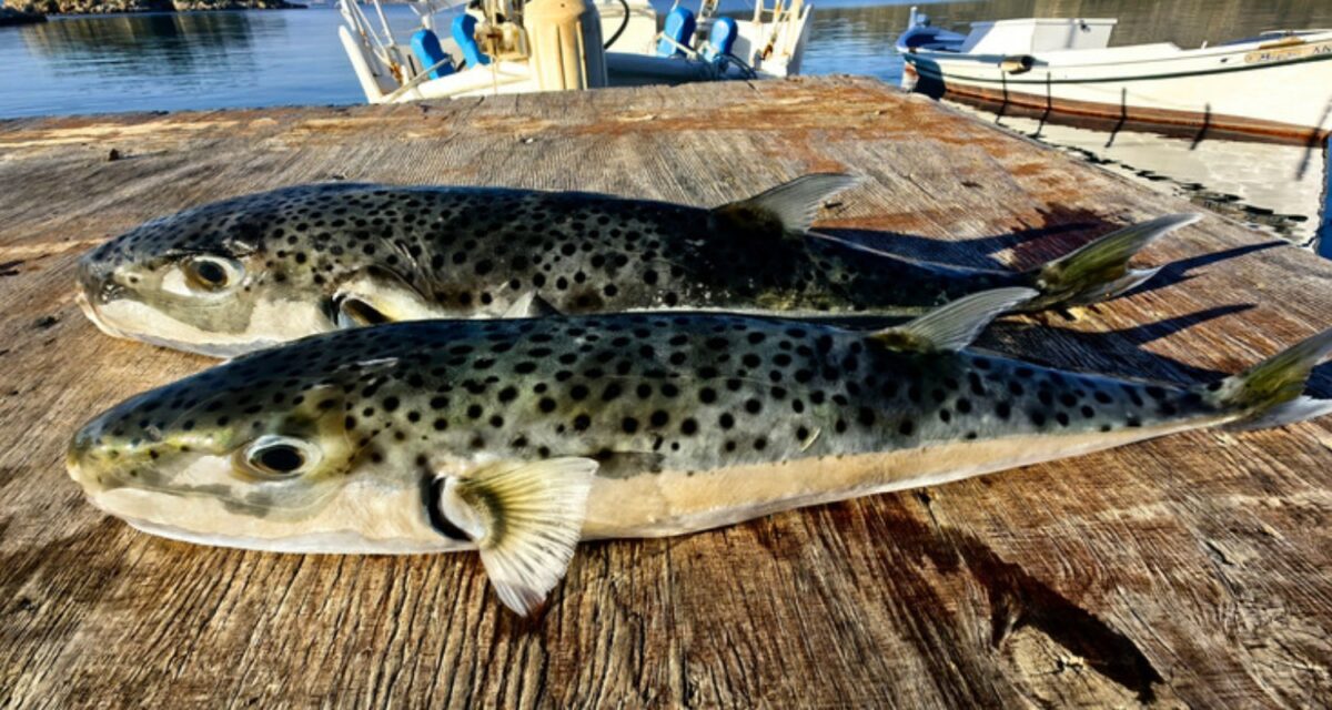 Το ψάρι λαγοκέφαλος (Lagocephalus sceleratus)