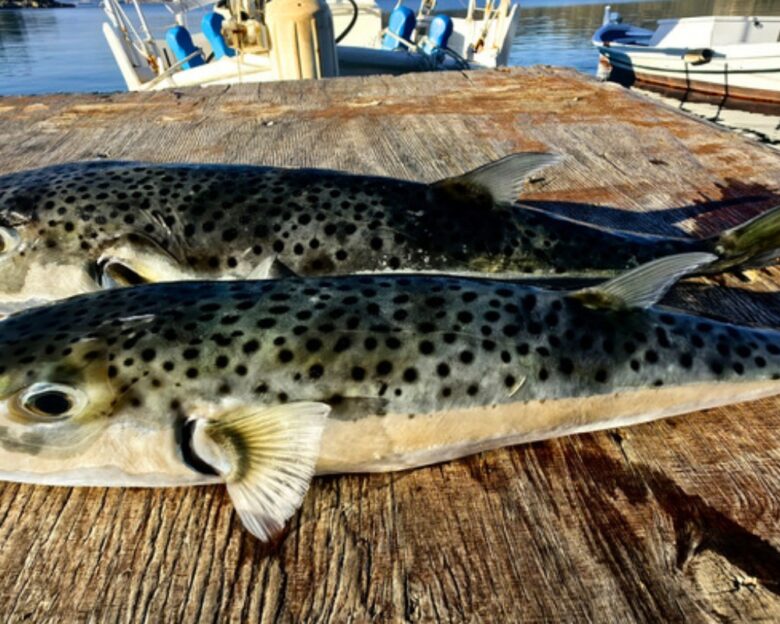 Το ψάρι λαγοκέφαλος (Lagocephalus sceleratus)