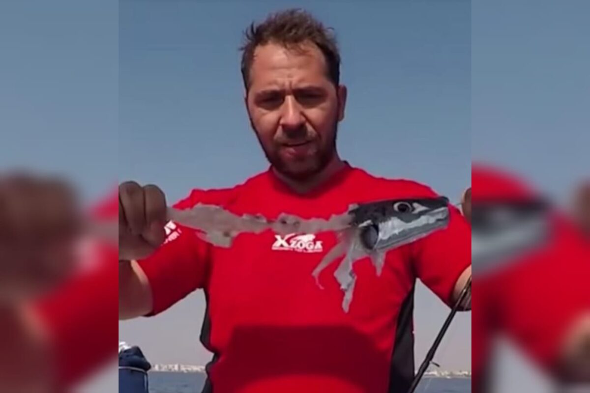 Λαγοκέφαλοι στην Ελλάδα: Πείραμα Έλληνα ψαρά καταγράφει κανιβαλιστικές συμπεριφορές – Βίντεο από το πεδίο