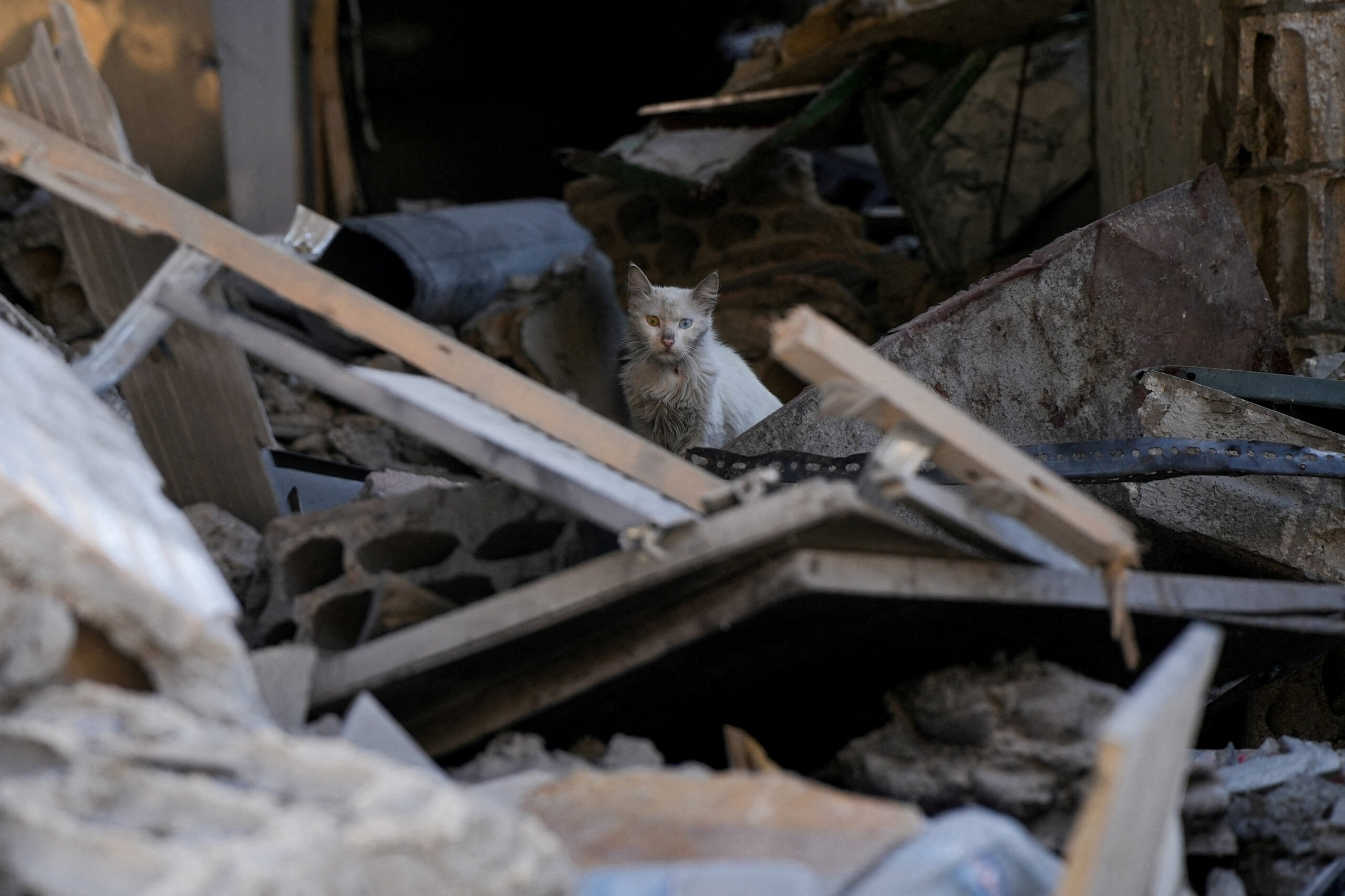 A cat looks on amid the rubble in Jibchit in the Nabatieh district, Lebanon, June 16, 2026, following a deal between the United States and Iran. REUTERS/Stringer TPX IMAGES OF THE DAY