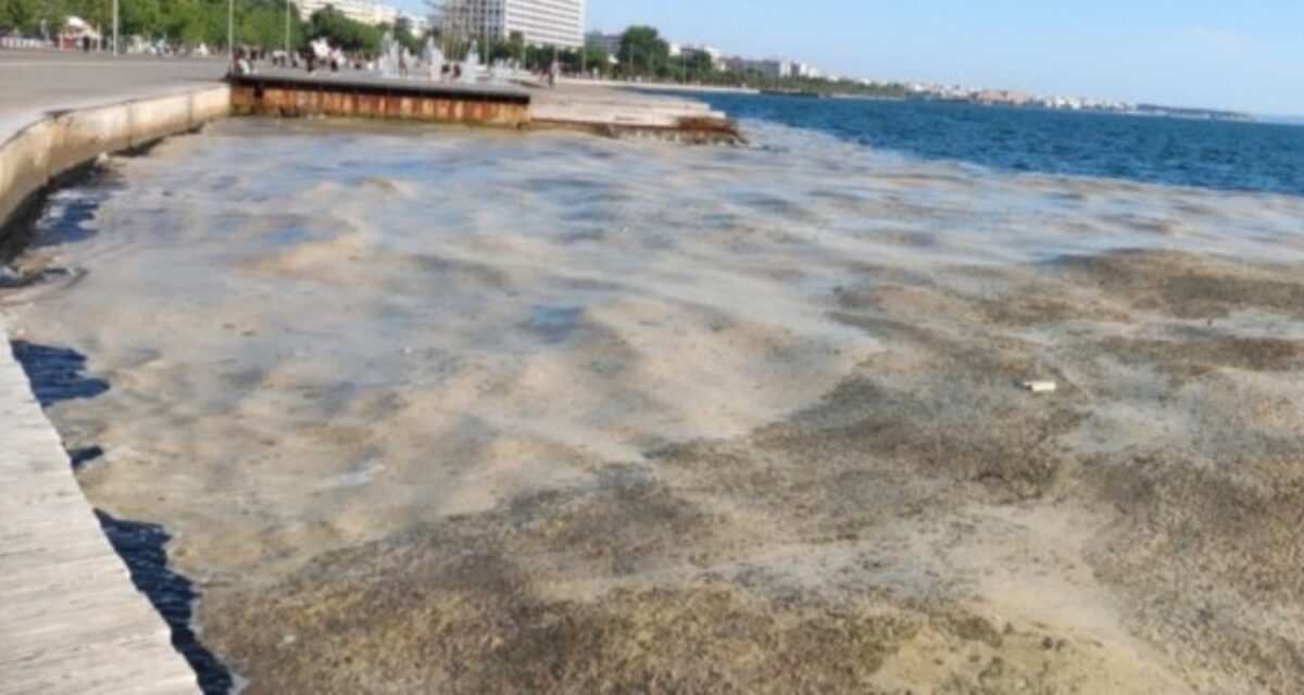 Φυτοπλαγκτόν στον Θερμαϊκό: Το φαινόμενο του ευτρο