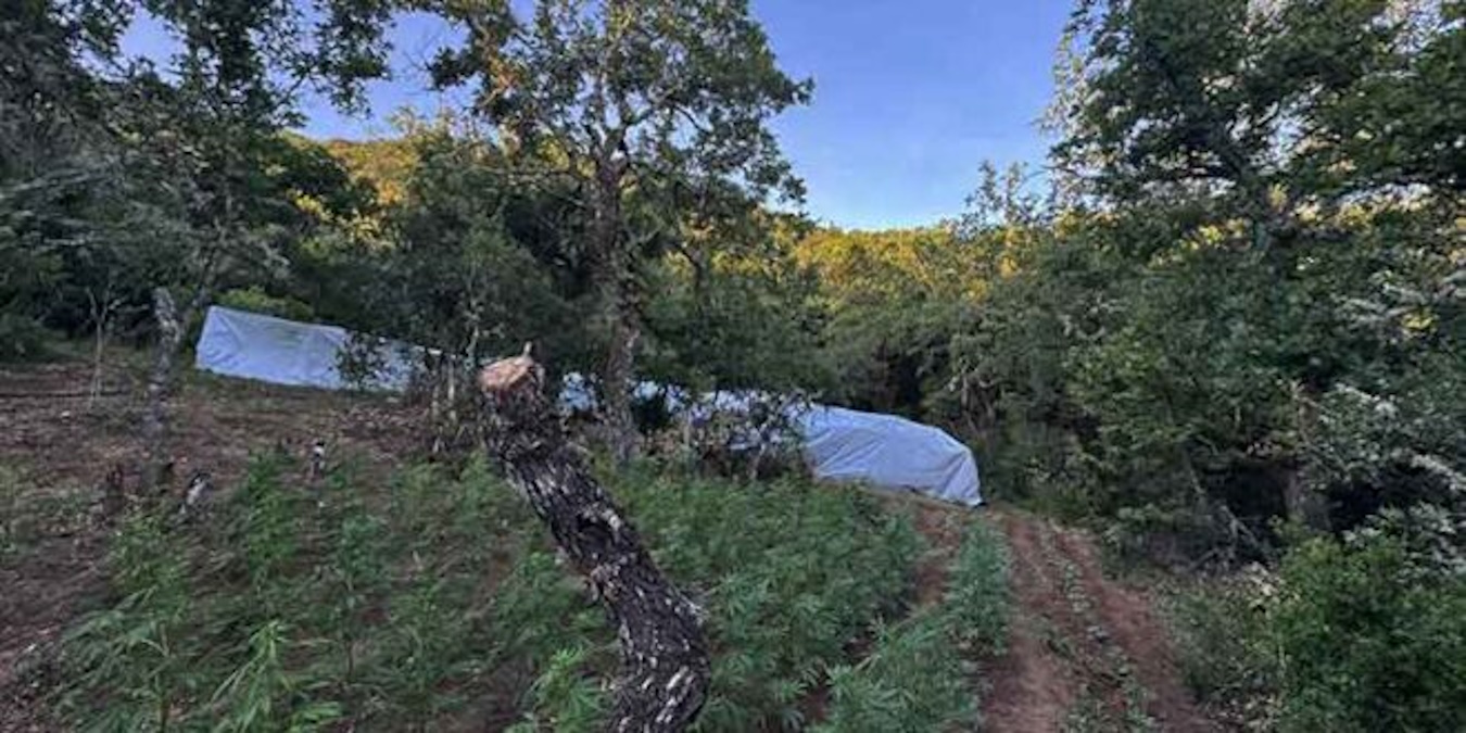 Μεγάλη χασισοφυτεία στα Καμένα Βούρλα
