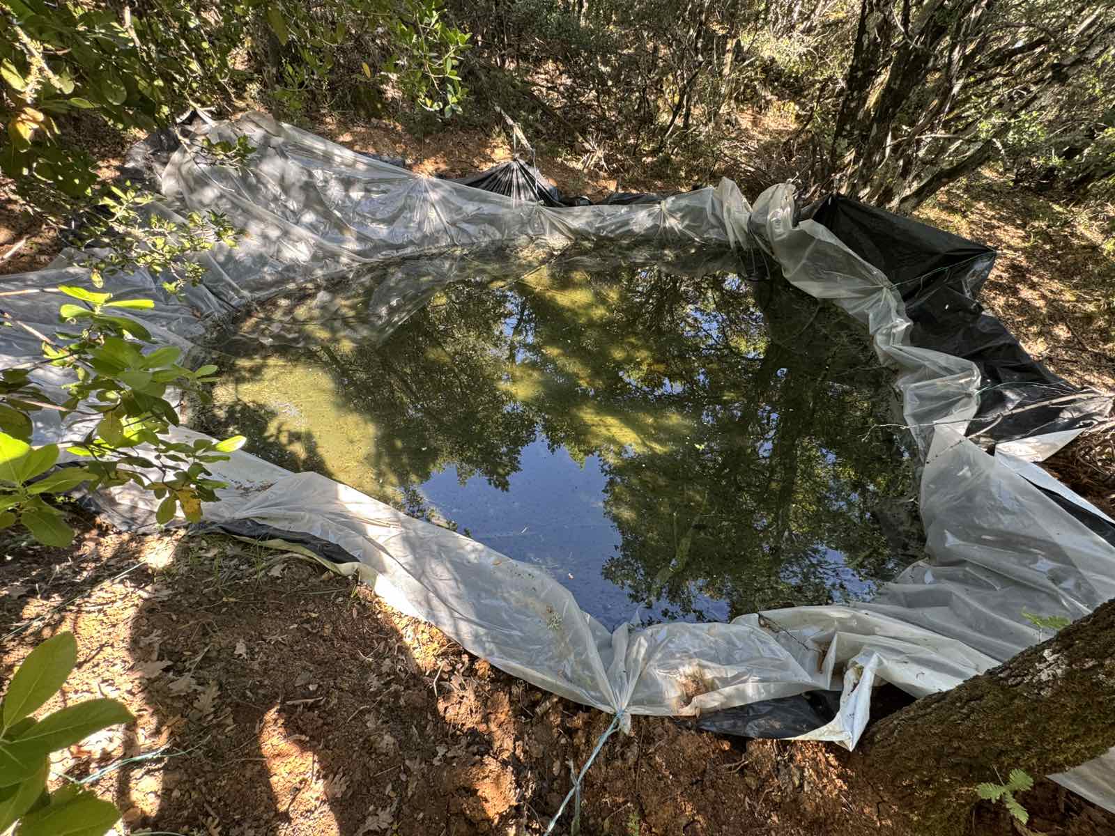 Μεγάλη χασισοφυτεία στα Καμένα Βούρλα