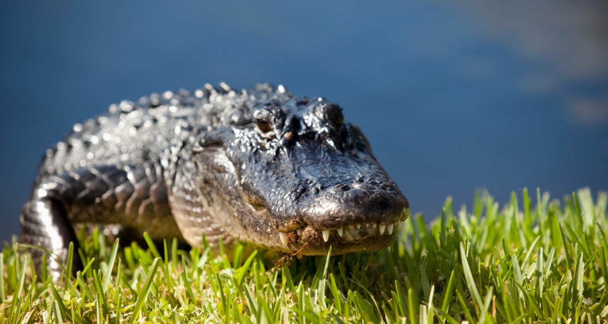 Dangerous reptile in the Everglades National Park in Florida