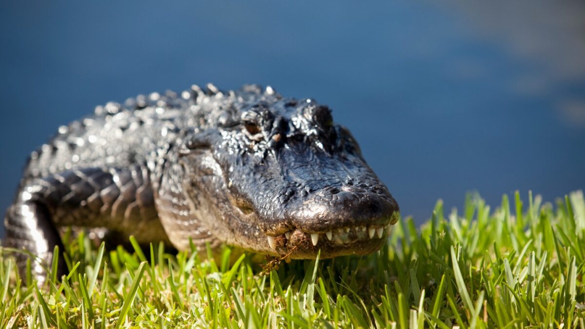 Dangerous reptile in the Everglades National Park in Florida