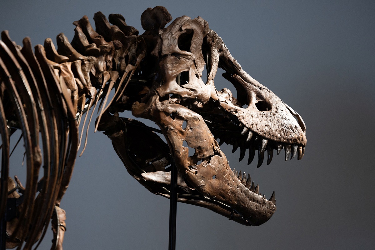 Ο «Γκας» ο T-Rex που έζησε πριν από 67 εκατομμύρια χρόνια, πουλήθηκε σήμερα για 50,1 εκατομμύρια δολάρια
