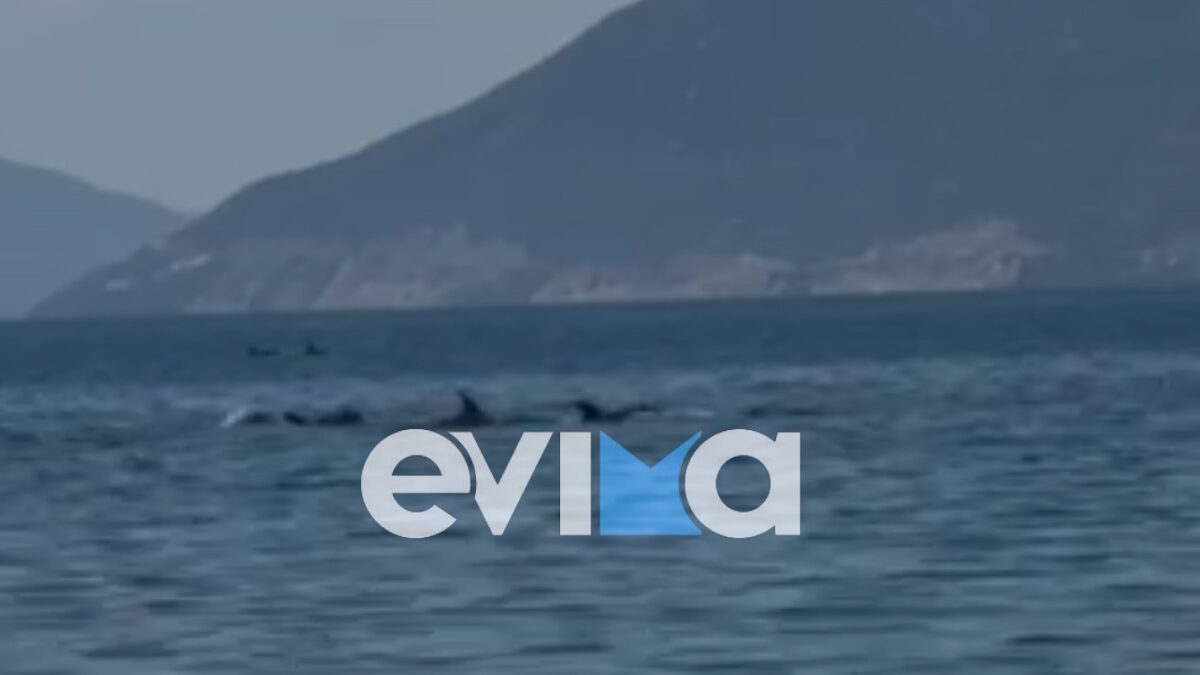 Δελφίνια σε απόσταση αναπνοής από τον κόσμο που έκανε μπάνιο στην Εύβοια