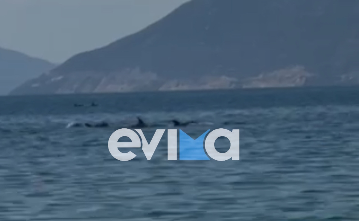 Απίστευτο θέαμα στην Εύβοια με κοπάδι δελφινιών να κολυμπά δίπλα στον κόσμο