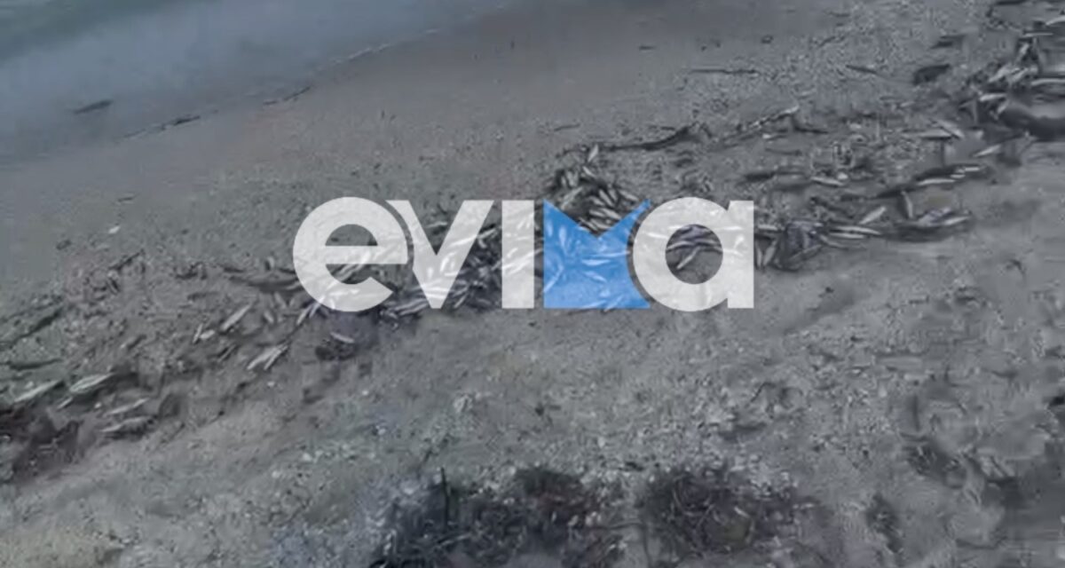 Ανησυχία από τα χιλιάδες νεκρά ψάρια που γέμισαν παραλία στην Εύβοια