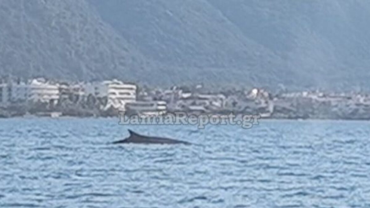 Καμένα Βούρλα: Φάλαινα – φυσητήρας έκανε βόλτες λίγα μέτρα από την ακτή – Δείτε βίντεο