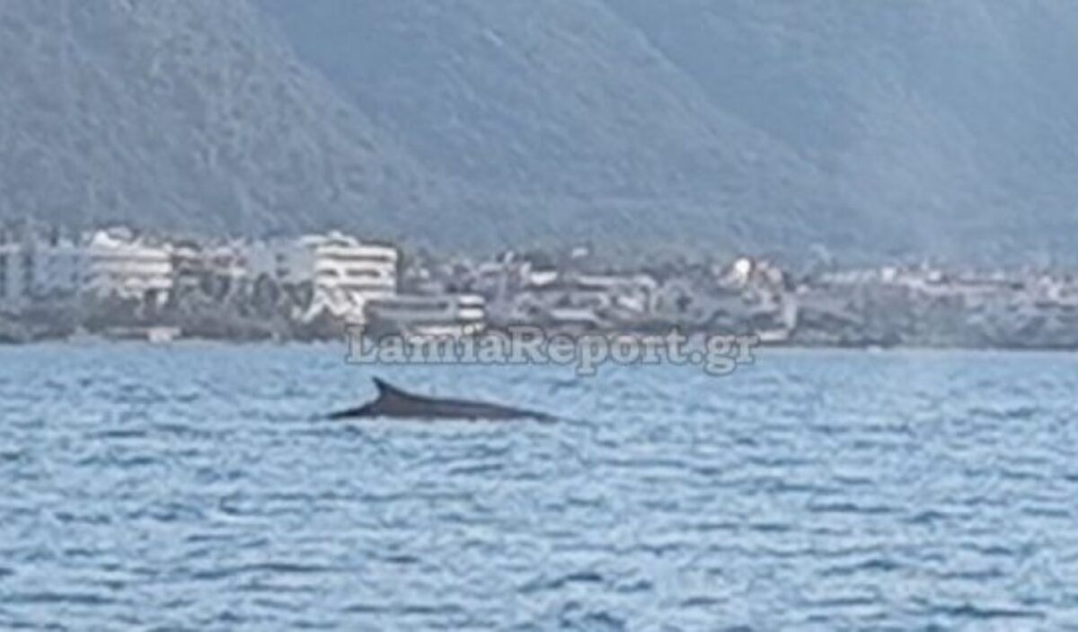 Καμένα Βούρλα: Φάλαινα - φυσητήρας έκανε βόλτες λίγα μέτρα από την ακτή - Δείτε βίντεο