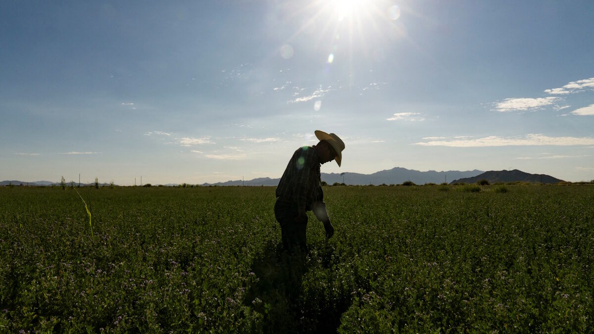 Triple M Farms co-owner Jace Miller, a fifth-generation farmer, examines a field of alfalfa on the Gila River Indian Reservation south of Phoenix, Arizona, U.S. July 5, 2026.