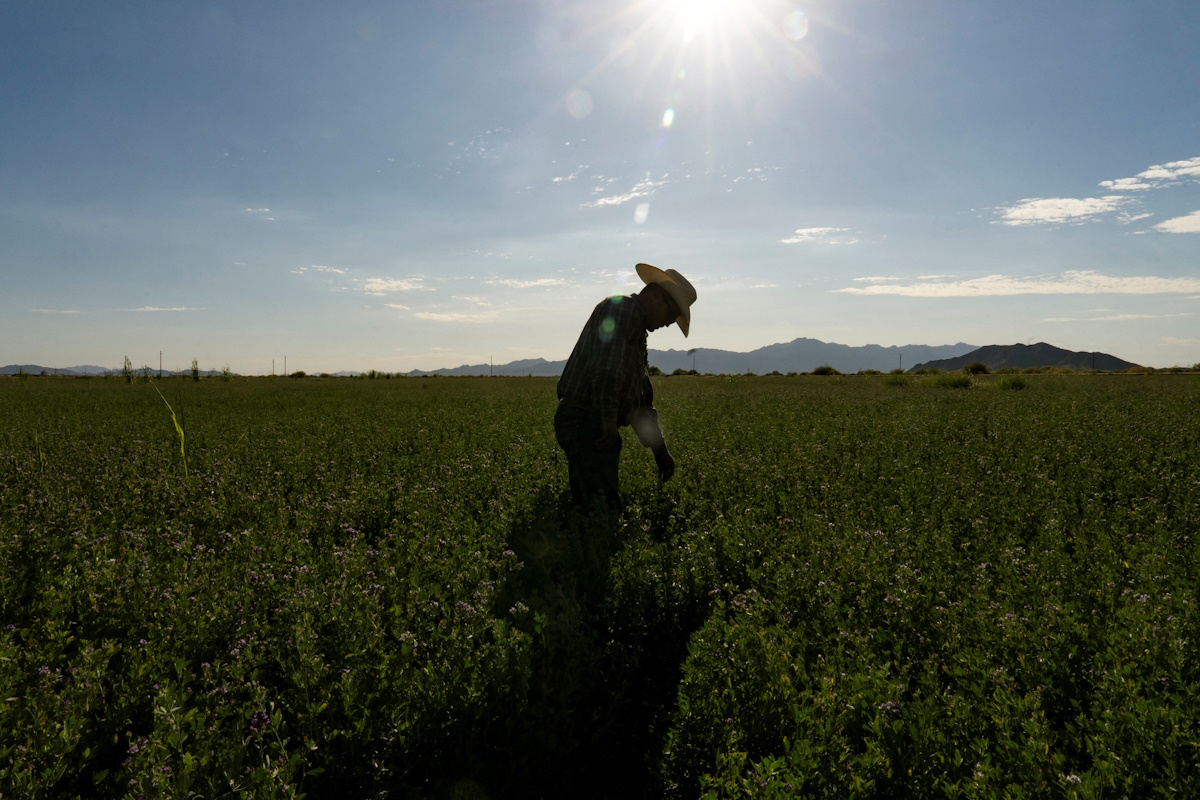 Triple M Farms co-owner Jace Miller, a fifth-generation farmer, examines a field of alfalfa on the Gila River Indian Reservation south of Phoenix, Arizona, U.S. July 5, 2026.