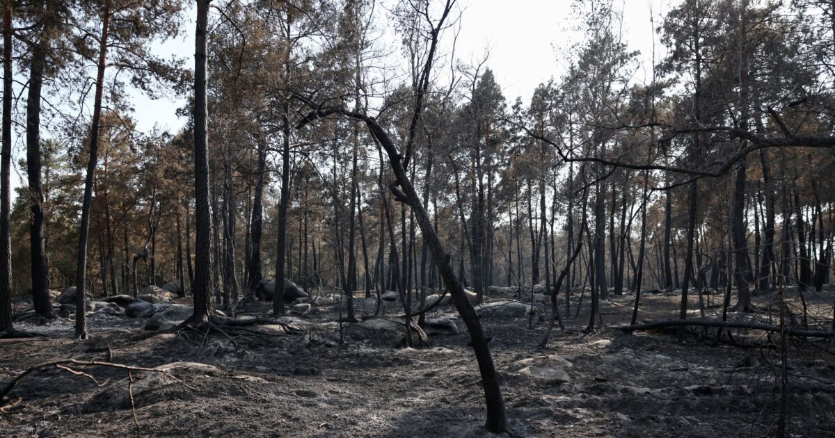 Γαλλία: Ο 19χρονος εθελοντής πυροσβέστης ομολόγησε ότι έβαλε τη φωτιά στο δάσος του Φοντενεμπλό με σπίρτα και βενζίνη