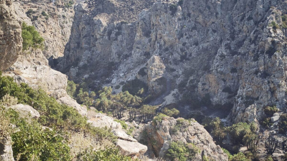 Φοινικόδασος της Πρέβελης