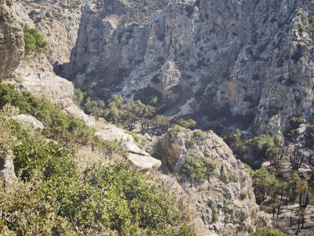 Φοινικόδασος του Πρέβελη