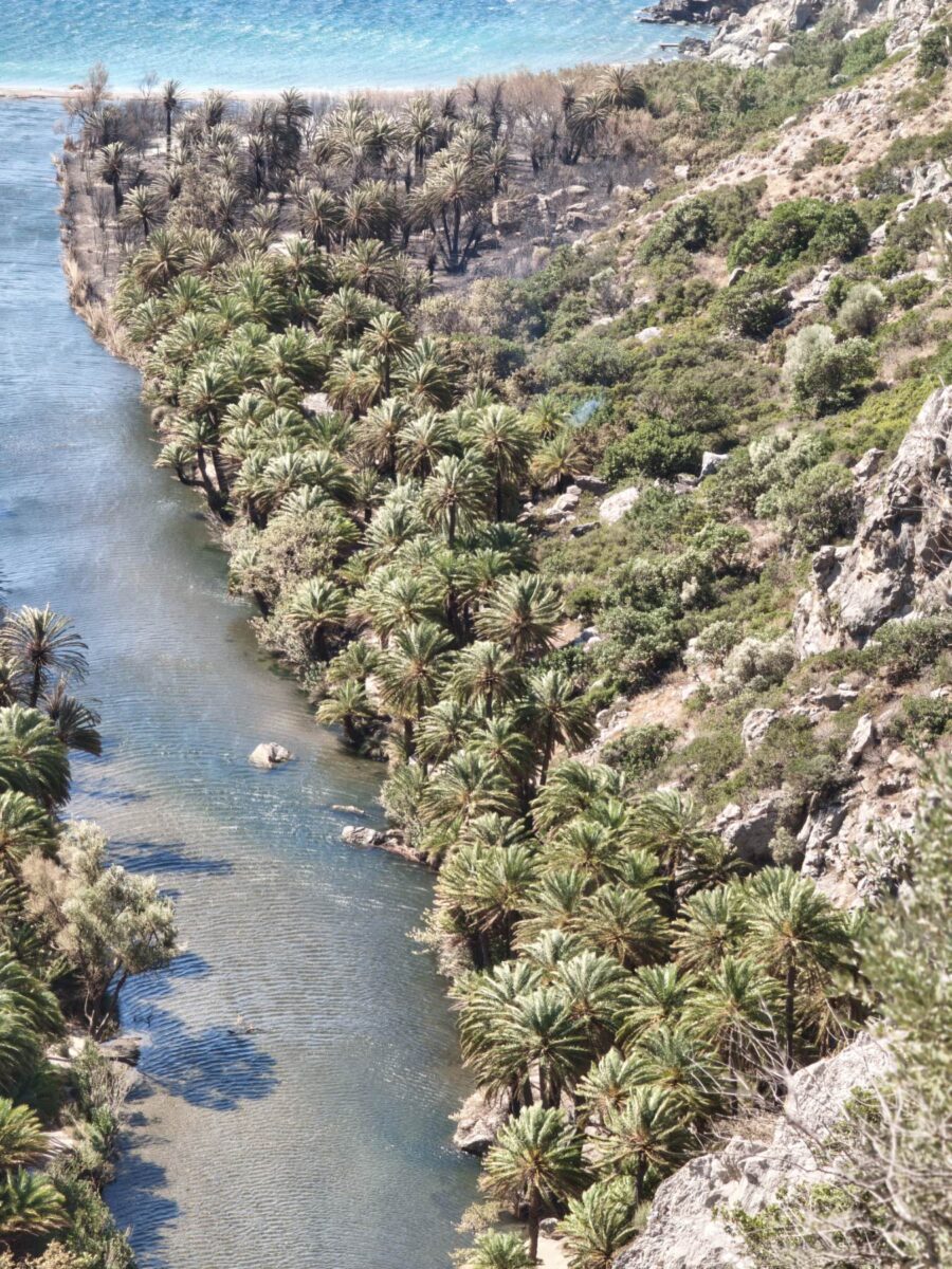 Φοινικόδασος του Πρέβελη