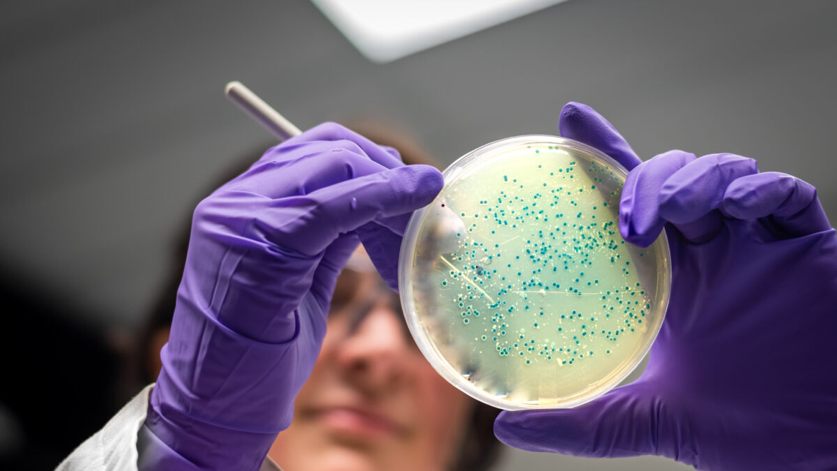 Bacterial culture plate examination by a female researcher in microbiology laboratory