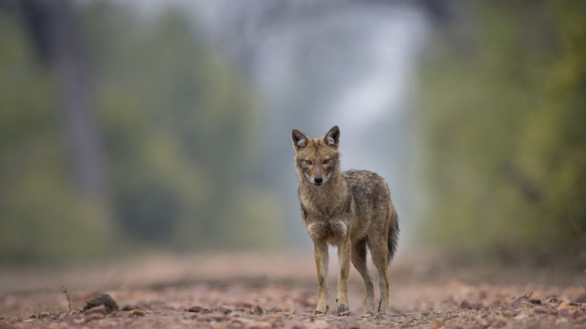 Jackal