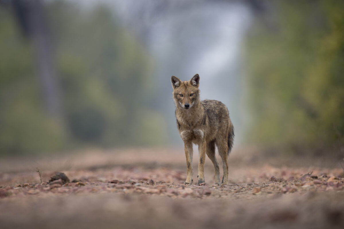 Jackal