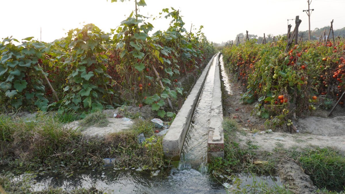 A farmer irrigation channel running through a field of crops likely for water supply in the field, farm