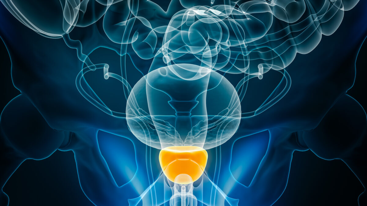 X-ray anterior or front view of the prostate 3D rendering illustration with male body contours. Human anatomy, organ of reproductive system, medical, biology, science, healthcare concepts.