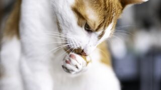 Πηγή φωτό: iStock