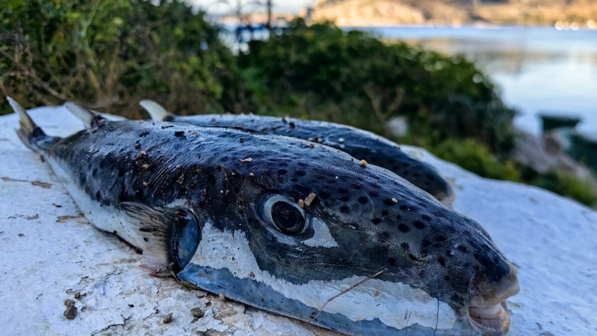 Ψάρια το είδος λαγοκέφαλοι έχουν εξαπλωθεί και στην παραλία της Καραθώνας στο Ναύπλιο, Τετάρτη 17 Δεκεμβρίου 2025. Σε απόγνωση είναι οι ψαράδες στην Αργολίδα καθώς οι λαγοκέφαλοι απειλούν το εισόδημά τους και το θαλάσσιο οικοσύστημα της περιοχής. Οι ψαράδες αναζητούν λύση γαι να επιδοτούνται ώστε να τους αλιεύουν για να μειωθεί ο πληθυσμός τους. Οι λαγοκέφαλοι αποτελούν μεγάλο πρόβλημα στην Αργολίδα, καθώς εισβάλουν στον Αργολικό Κόλπο, καταστρέφοντας δίχτυα, τρώγοντας άλλα ψάρια και χταπόδια, μειώνοντας τα εισοδήματα των ψαράδων και απειλώντας το θαλάσσιο οικοσύστημα. Τρώνε τα αβγά άλλων ψαριών και τα ήδη πιασμένα αλιεύματα (μπακαλιάρους, κουτσομούρες, μπαρμπούνια). Ο λαγοκέφαλος είναι ψάρι που περιέχει ισχυρή τοξίνη, η οποία μπορεί να προκαλέσει δηλητηρίαση και σε ακραίες περιπτώσεις ακόμη και θάνατο αν καταναλωθεί. Σύμφωνα με στοιχεία, στην Ανατολική Μεσόγειο έχουν καταγραφεί 27 θάνατοι και περίπου 180 περιστατικά δηλητηρίασης από κατανάλωση λαγοκέφαλου. Στην Ελλάδα, μέχρι σήμερα, δεν έχει σημειωθεί θάνατος, ωστόσο τόσο η κατανάλωση όσο και η εμπορία του απαγορεύονται αυστηρά.