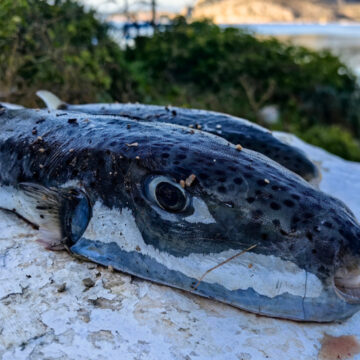 Ψάρια το είδος λαγοκέφαλοι έχουν εξαπλωθεί και στην παραλία της Καραθώνας στο Ναύπλιο, Τετάρτη 17 Δεκεμβρίου 2025. Σε απόγνωση είναι οι ψαράδες στην Αργολίδα καθώς οι λαγοκέφαλοι απειλούν το εισόδημά τους και το θαλάσσιο οικοσύστημα της περιοχής. Οι ψαράδες αναζητούν λύση γαι να επιδοτούνται ώστε να τους αλιεύουν για να μειωθεί ο πληθυσμός τους. Οι λαγοκέφαλοι αποτελούν μεγάλο πρόβλημα στην Αργολίδα, καθώς εισβάλουν στον Αργολικό Κόλπο, καταστρέφοντας δίχτυα, τρώγοντας άλλα ψάρια και χταπόδια, μειώνοντας τα εισοδήματα των ψαράδων και απειλώντας το θαλάσσιο οικοσύστημα. Τρώνε τα αβγά άλλων ψαριών και τα ήδη πιασμένα αλιεύματα (μπακαλιάρους, κουτσομούρες, μπαρμπούνια). Ο λαγοκέφαλος είναι ψάρι που περιέχει ισχυρή τοξίνη, η οποία μπορεί να προκαλέσει δηλητηρίαση και σε ακραίες περιπτώσεις ακόμη και θάνατο αν καταναλωθεί. Σύμφωνα με στοιχεία, στην Ανατολική Μεσόγειο έχουν καταγραφεί 27 θάνατοι και περίπου 180 περιστατικά δηλητηρίασης από κατανάλωση λαγοκέφαλου. Στην Ελλάδα, μέχρι σήμερα, δεν έχει σημειωθεί θάνατος, ωστόσο τόσο η κατανάλωση όσο και η εμπορία του απαγορεύονται αυστηρά.
