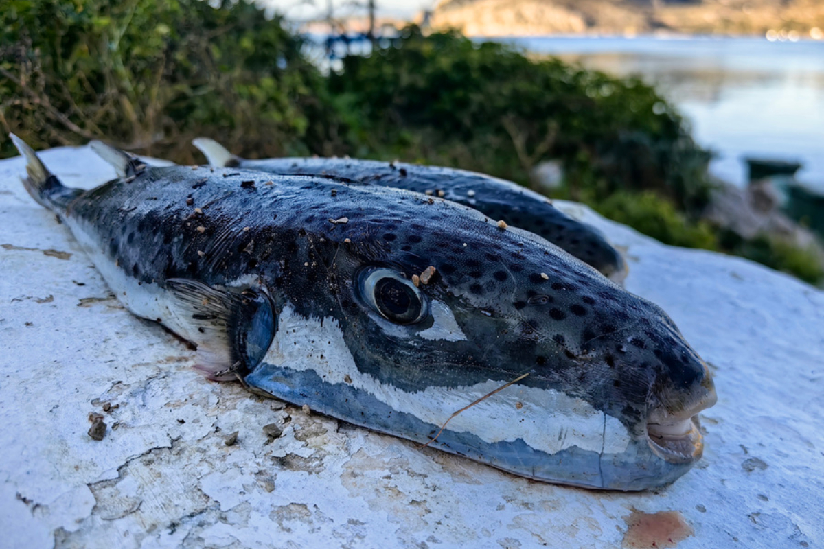 Ηράκλειο: Σκύλος έφαγε λαγοκέφαλο που έχει ξεβραστεί σε παραλία και πέθανε