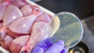 Bacterial culture plate with chicken meat at the background