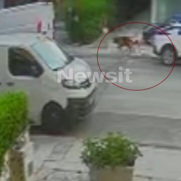 Η στιγμή που το λυκόσκυλο απομακρύνεται από το σημείο