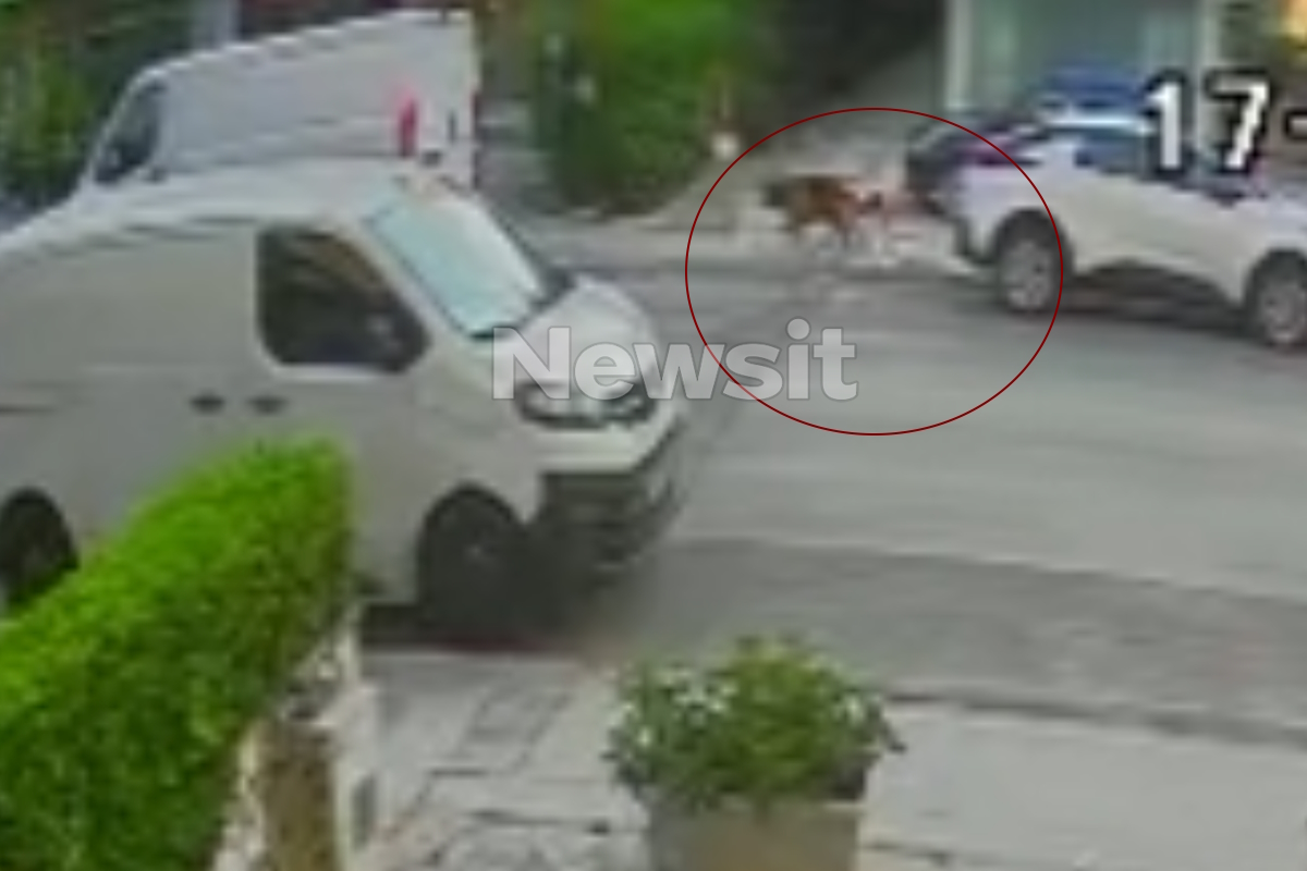 Βριλήσσια: Βίντεο ντοκουμέντα από το σημείο της επίθεσης του σκυλιού στον άνδρα - «Τα ρούχα του είχαν σκιστεί και είχε δαγκωματιές»