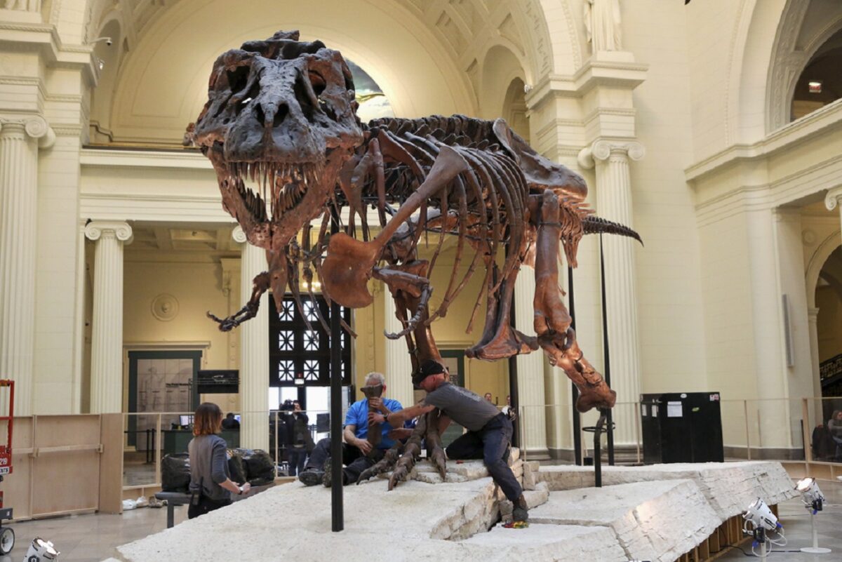 Σοκ στην αγορά: Ο θρυλικός σκελετός T-Rex «Γκας» βγαίνει σε δημοπρασία – Τιμή-μαμούθ έως 30 εκατ. δολάρια! 2 T-REX