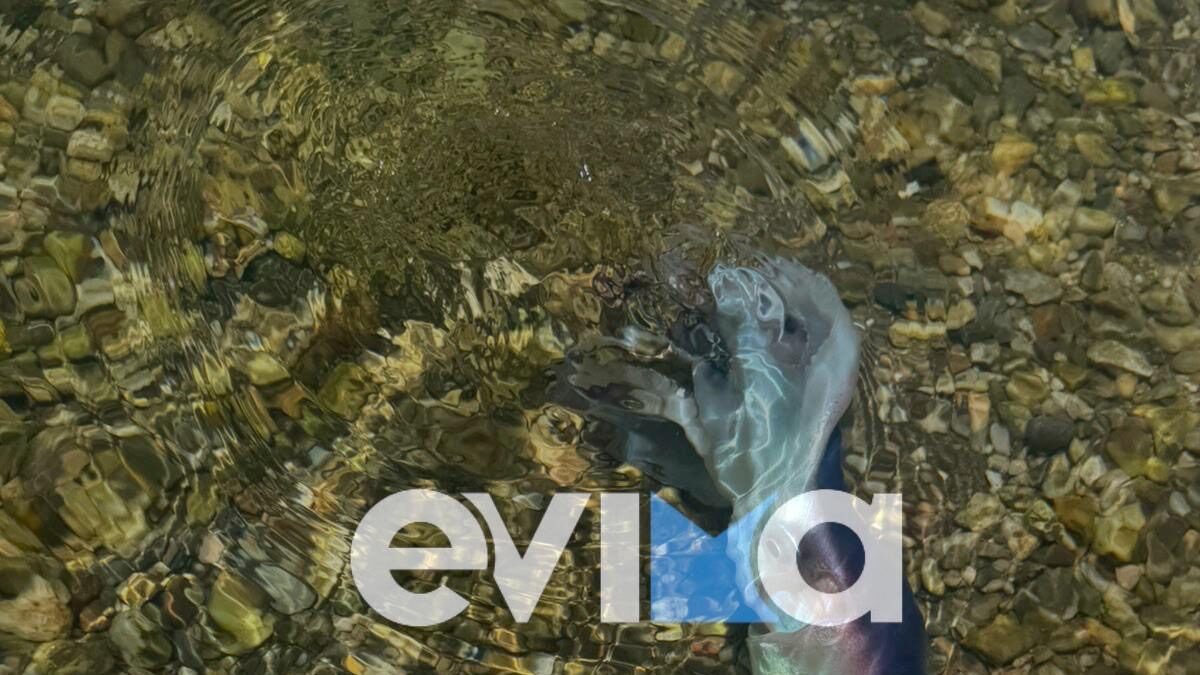 Σπάνιο γιγάντιο χταπόδι έκλεψε τις εντυπώσεις σε παραλία στην Εύβοια