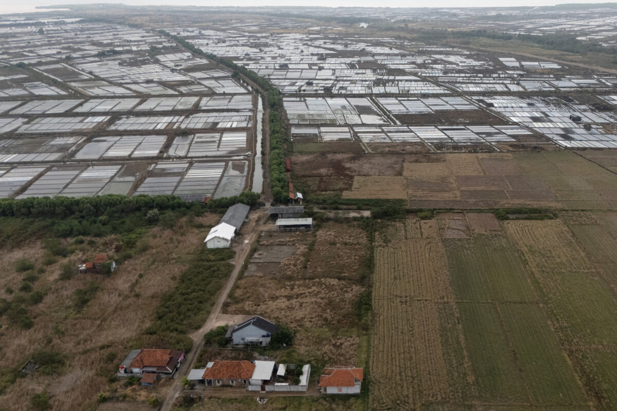 Το Ελ Νίνιο απειλεί την παγκόσμια αγορά τροφίμων – Στο επίκεντρο καφές και κακάο | Επικαιρότητα στο PlusTV.gr