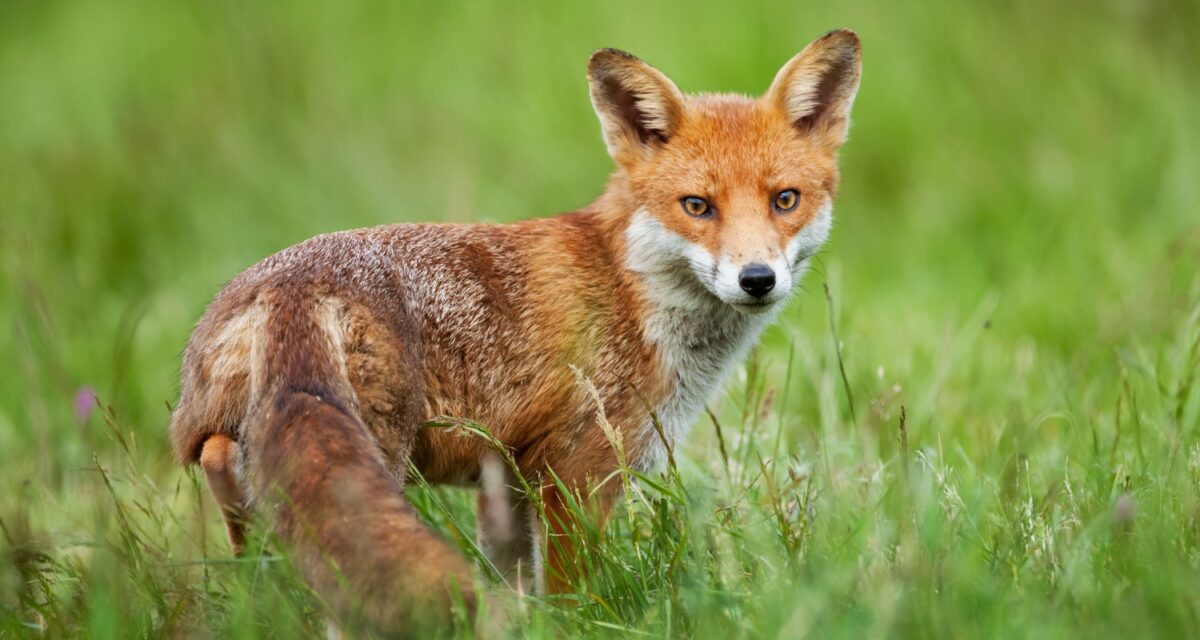 A red fox (Vulpes vulpes) cautiously looks back over its shoulder while hunting for food in a meadow during summer in Berkshire, England.