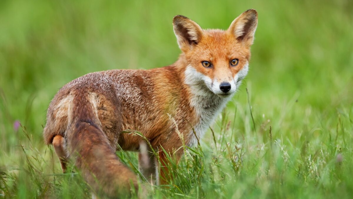 A red fox (Vulpes vulpes) cautiously looks back over its shoulder while hunting for food in a meadow during summer in Berkshire, England.