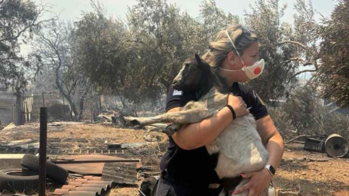 Η αστυνομικός που σώζει κατσικάκι