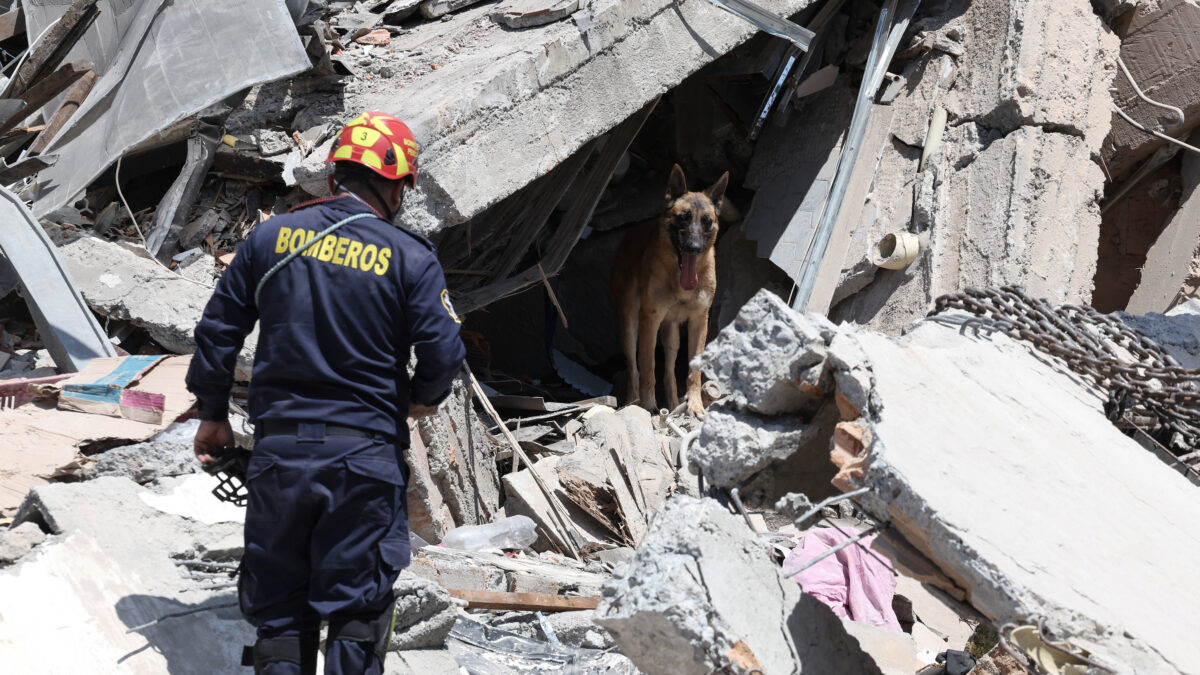 A rescue dog and a firefighter stand amid rubble at the site of a damaged building following an earthquake, in Pereira, Colombia, August 11, 2026. REUTERS/Luisa Gonzalez