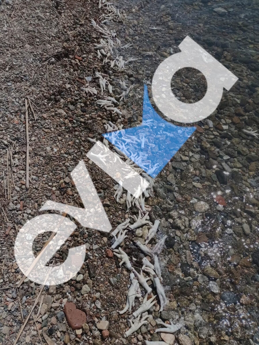 Χιλιάδες πόδια από κοτόπουλα και γαλοπούλες ξεβράστηκαν σε παραλία της Εύβοιας