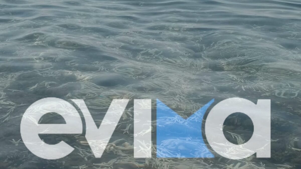 Χιλιάδες πόδια από κοτόπουλα και γαλοπούλες ξεβράστηκαν σε παραλία της Εύβοιας