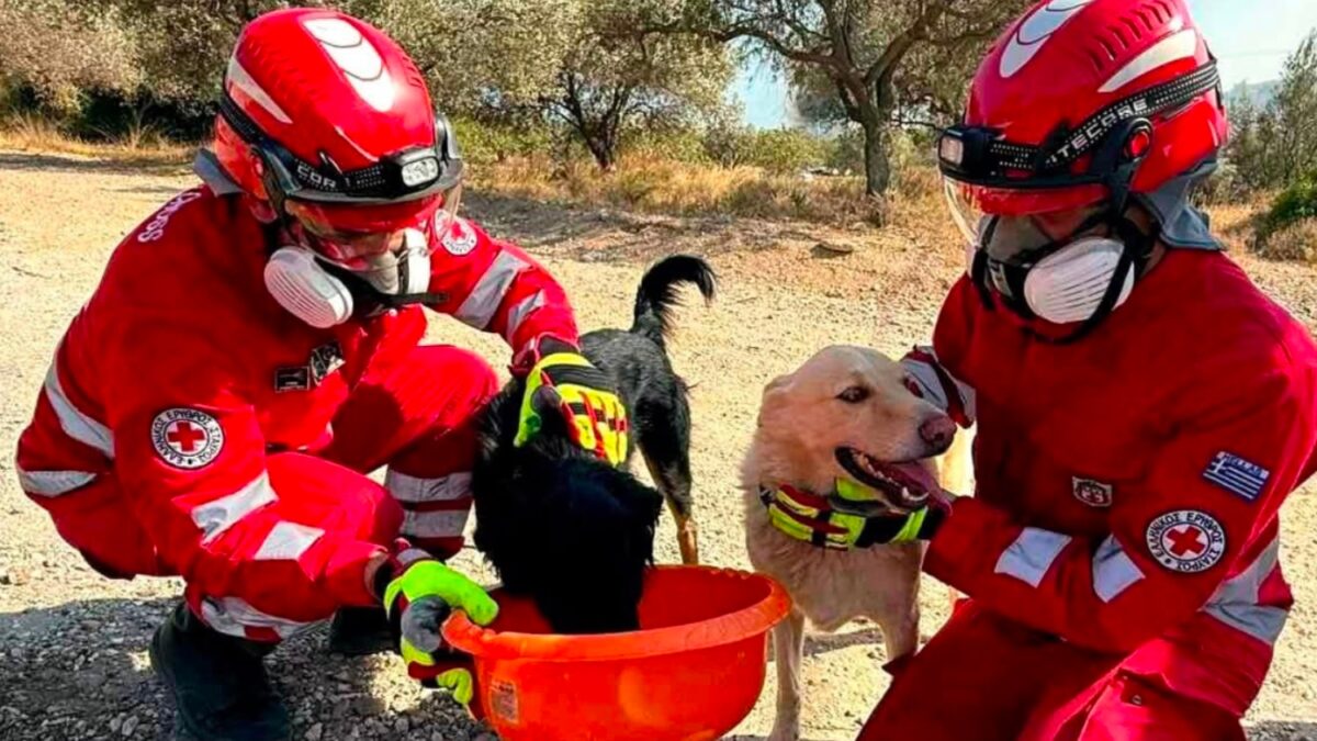 Φωτιές σε Αττική και Βοιωτία: Η μάχη του Ελληνικού Ερυθρού Σταυρού να σώσει ζώα που επλήγησαν στα μέτωπα